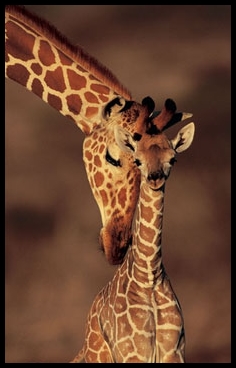 Madame la girafe